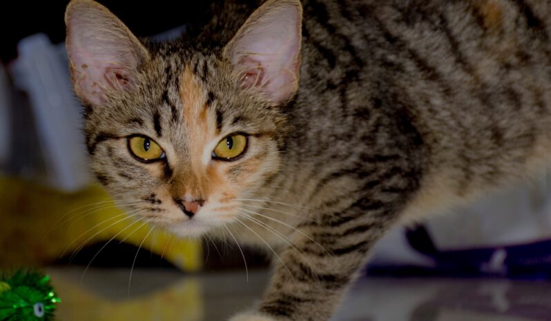 Kira the mini Tiger – Cats for Adoption in Singapore / Kittens for Adoption  / Rehome a Cat/Kitten — Adopt Rescued Kittens and Cats SG