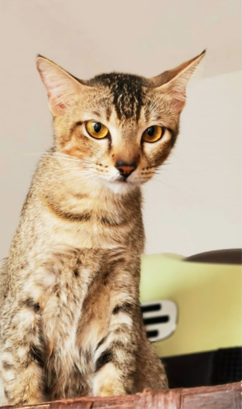 Cats For Adoption Adopt Sago Click To View Cats/Kittens!