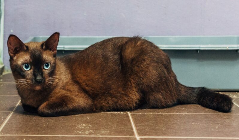 Cadbury – Shy and Mild-Mannered Burmese Cat full